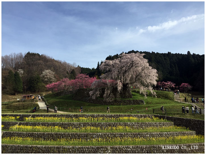 202304sakura2.jpg